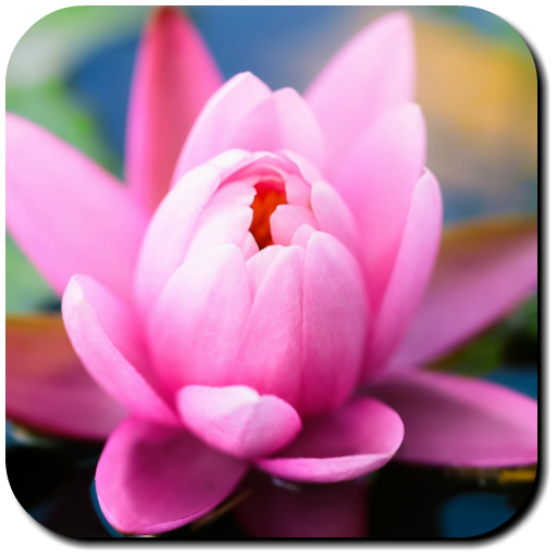 Lily Wallpapers icon