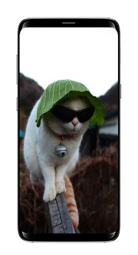 Cute Cat Wallpaper HD screenshot 3