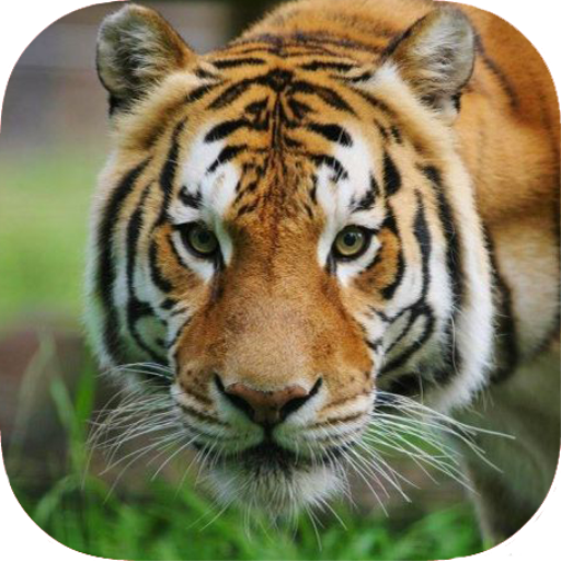 Tiger Wallpaper icon