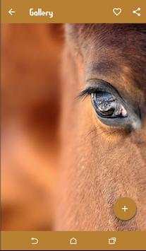 Horse Wallpapers screenshot 3