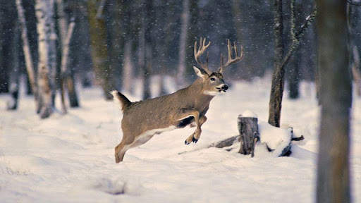 Forest Animal Wild Simulator screenshot 2