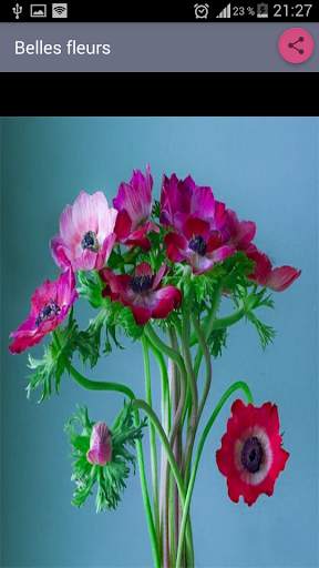 Best flowers screenshot 2