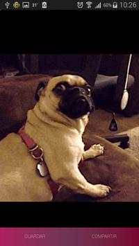 Animated Funny GIFs screenshot 3
