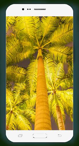 Palm Tree Wallpaper screenshot 15