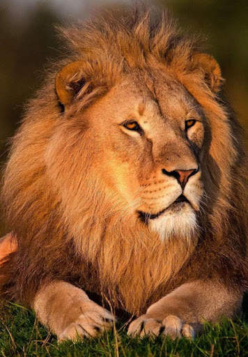 Lions HD Wallpaper screenshot 1