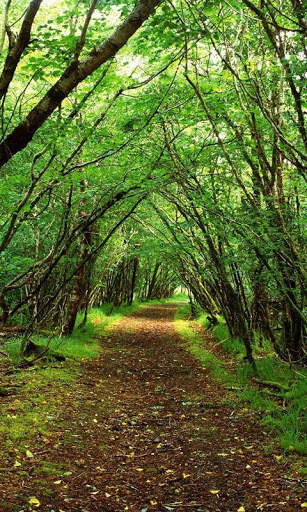 HD Forest Live Wallpaper screenshot 15