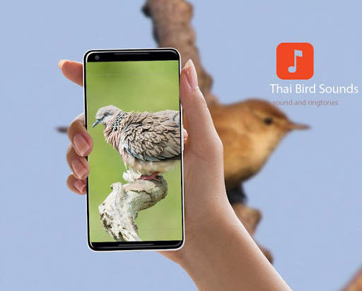 Thai Bird Sounds screenshot 1