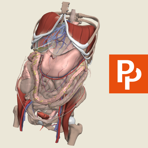 Abdomen: 3D RT - Sub icon