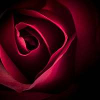 Flower Wallpaper on 9Apps