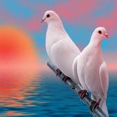 Birds Wallpapers HD icon