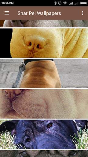 Shar Pei Wallpapers screenshot 8