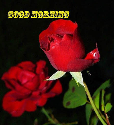 Good morning Images Gifs, Flowers Roses wallpapers screenshot 9