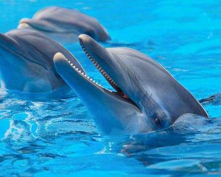 Dolphin Jigsaw Puzzles Game screenshot 5