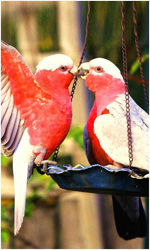 Birds Wallpapers New screenshot 3