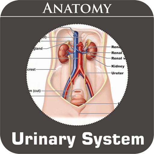 Urinary System icon
