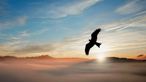 Eagle Sounds - Eagle Sound Ringtone screenshot 7