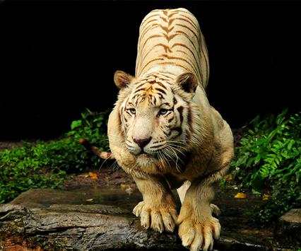 Tiger Live Wallpaper screenshot 4