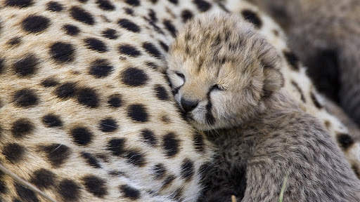 Cheetah Wallpapers : backgrounds hd screenshot 15