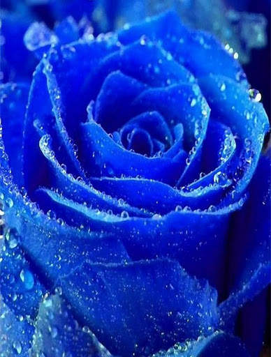 Blue Rose Wallpaper screenshot 3