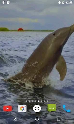Jumping Dolphin Live Wallpaper screenshot 2