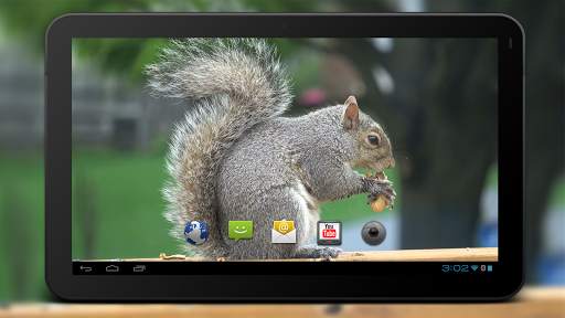4K Park Squirrel Video Live Wallpaper screenshot 5