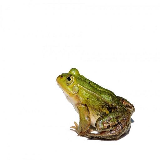 Frog Ribbit Sound icon