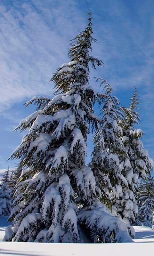 Winter Wallpapers HD (backgrounds & themes) screenshot 5