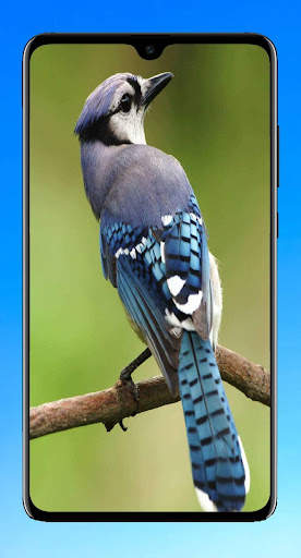 Bird Wallpaper HD screenshot 14