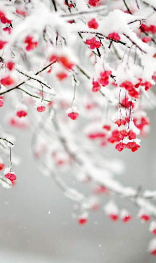 Winter Wallpaper 4K screenshot 8