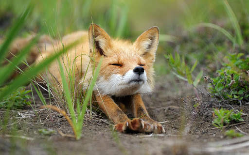 Fox Live Wallpaper (Wallpapers & Backgrounds) screenshot 9