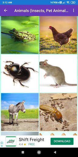 Animals Learning: Animals, Birds, Insects Images screenshot 6