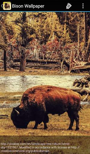 Bison Wallpaper screenshot 3