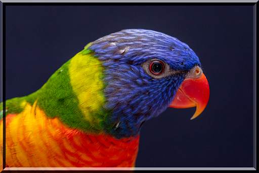 Birds Jigsaw Puzzles स्क्रीनशॉट 2