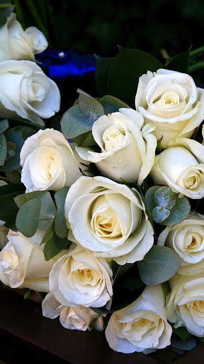 White Rose Wallpapers screenshot 5