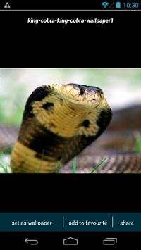 King Cobra Wallpapers screenshot 1