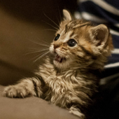 Excuse me cat Live Wallpaper icon