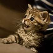 Excuse me cat Live Wallpaper