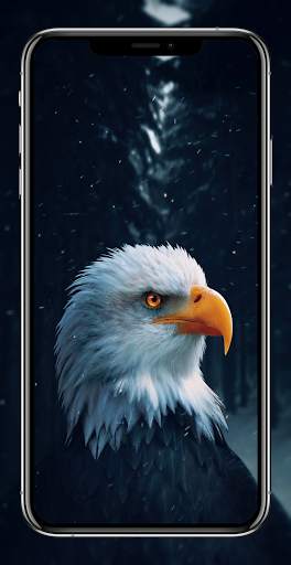 Birds Wallpapers HD - Parrot Wallpaper-Eagle Walls screenshot 4