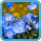 Flowers Wild HD live wallpaper 1.0