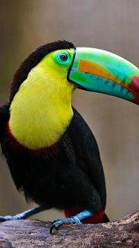 Birds Wallpapers HD screenshot 8