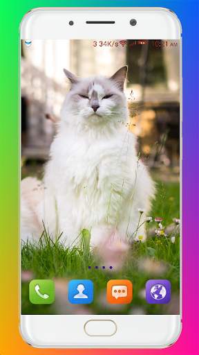 Cat Wallpaper HD screenshot 11
