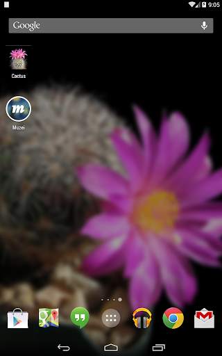 Cactus of The Day screenshot 6