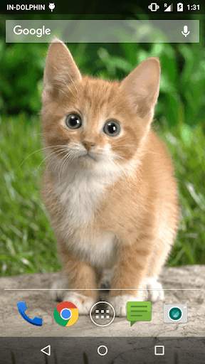 Cute Cat Live WallPaper screenshot 2