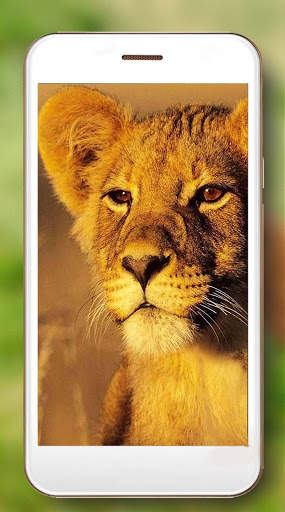 Lion Live Wallpaper screenshot 6