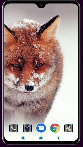 Fox Wallpaper 4K Latest screenshot 11