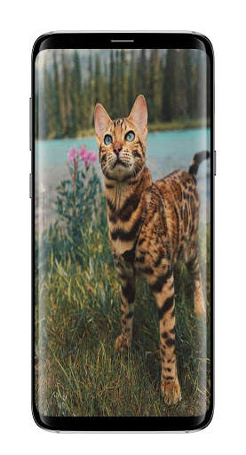Cute Cat Wallpaper HD screenshot 4