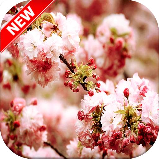 Spring Wallpaper 1.1