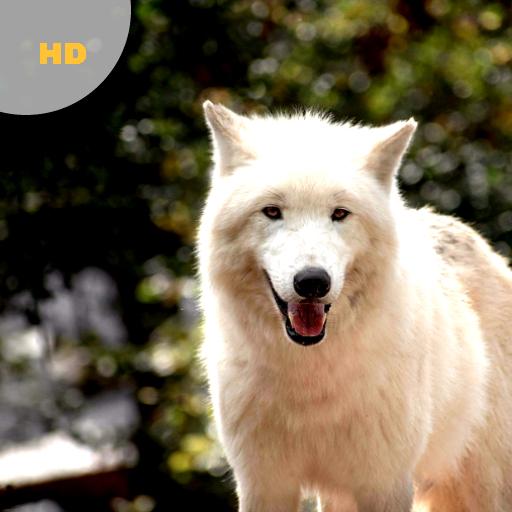 Wolf Sounds - Wolf Howls and Growls icon