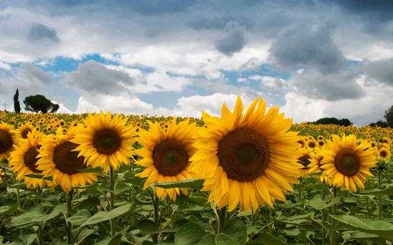 Sunflower Magic live wallpaper screenshot 3
