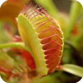 Venus Fly Trap Pack 2 LWP 1.0